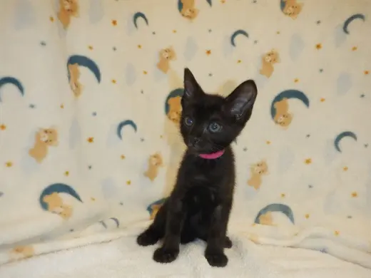 LUNA
