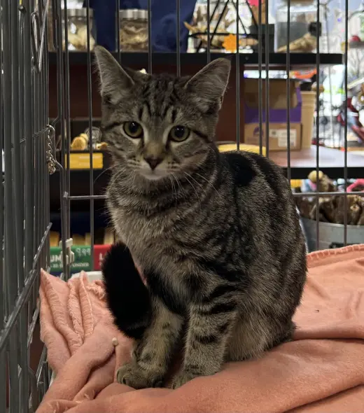 Sythia - Meet me at Fancy Paws!
