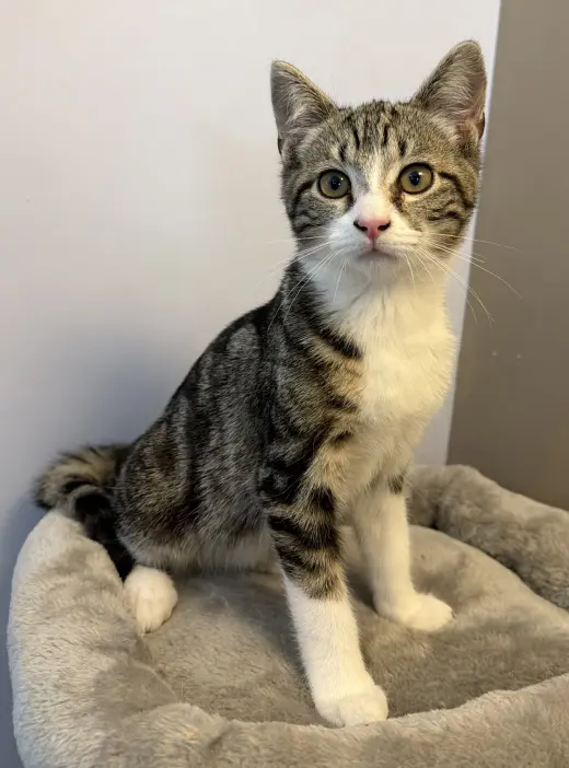 Razz - Meet me at Fancy Paws!