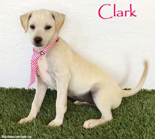 Clark