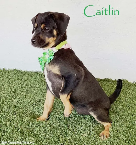 Caitlin