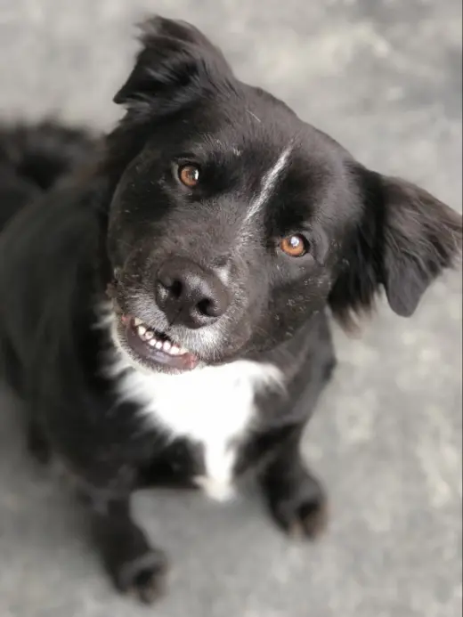 Bongo