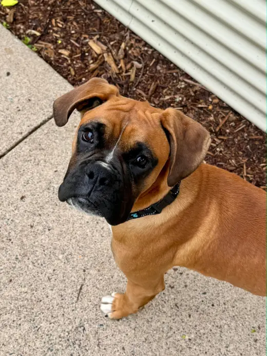 Thomas *Adoption Pending *