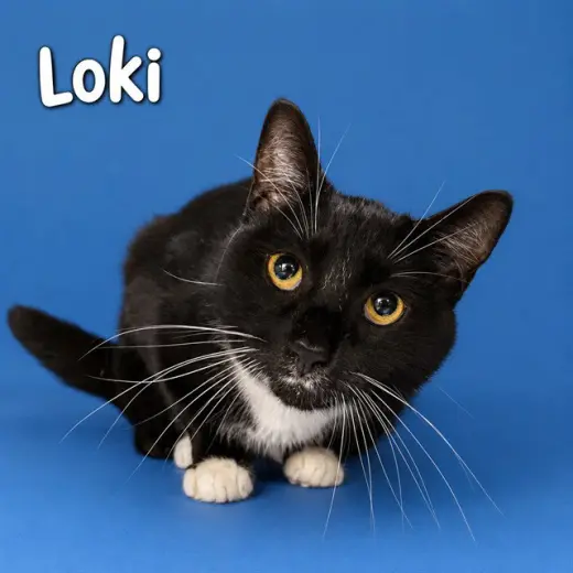 LOKI
