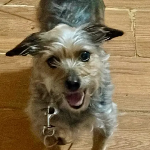 Hazel