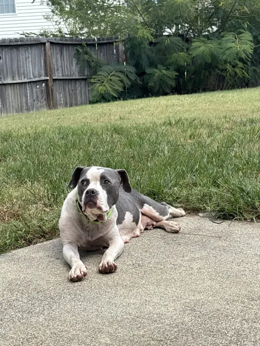 Trixie - Candy litter Mom
