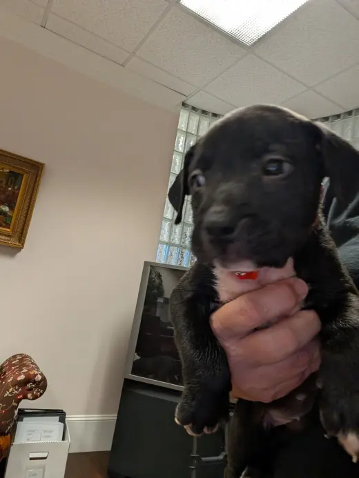 Snickers  Candy Litter (Trixie mom)