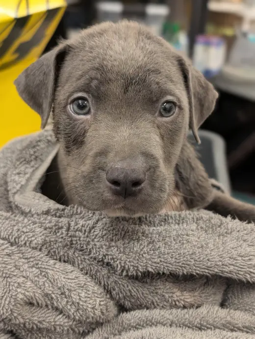 Kit Kat