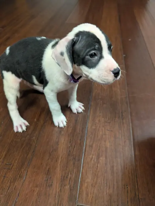 Almond Joy  Candy Litter (Trixie mom)
