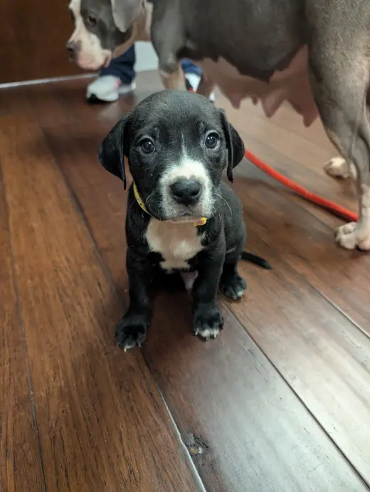Hershey - Candy Litter (Trixie mom)