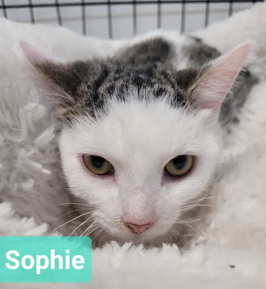 Sophie