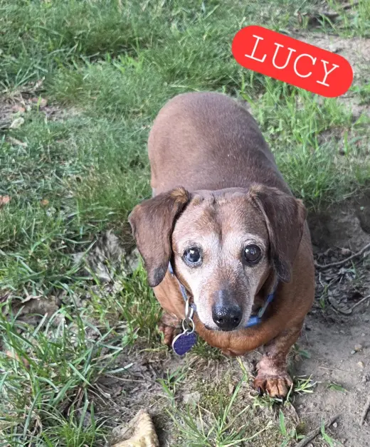 Lucy