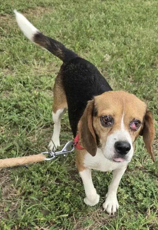 Squeak: Not at shelter (Kendra)