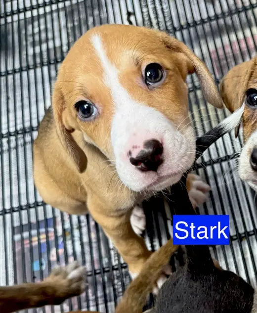 Stark