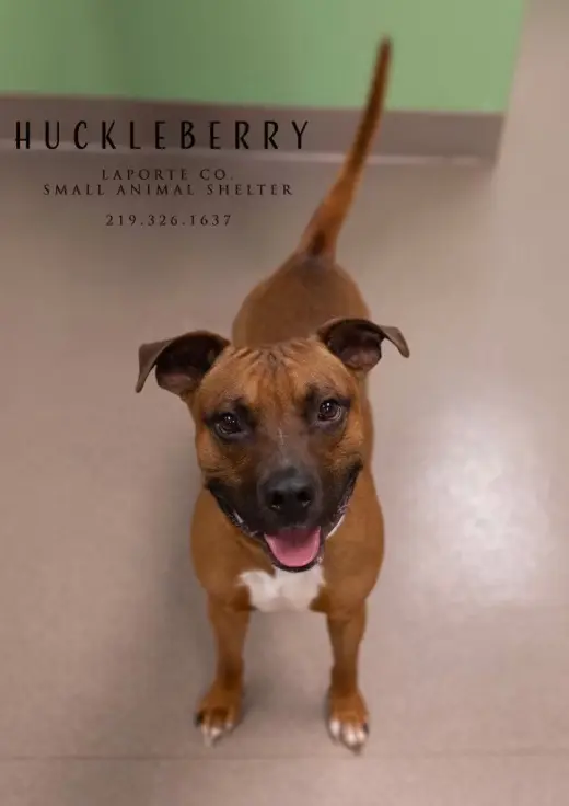 Huckleberry