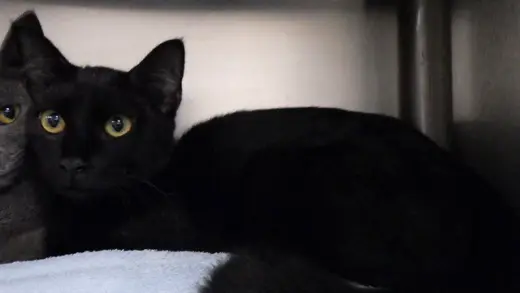 BLACKY