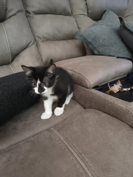 Oreo (new)