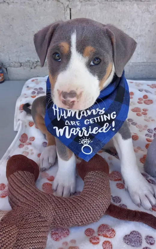 Puppy Wilder