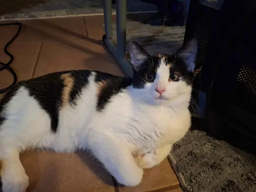 KitKatBar