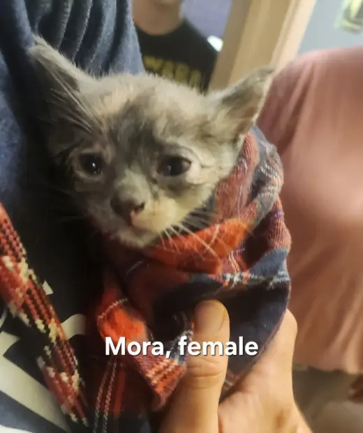 Mora