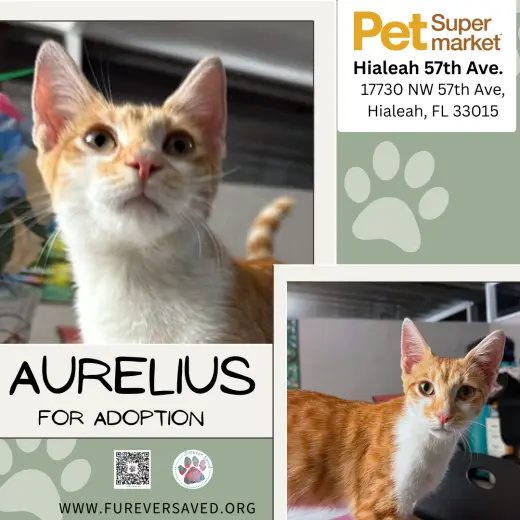Aurelius