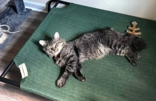 Dangle (Available for pre-adoption)