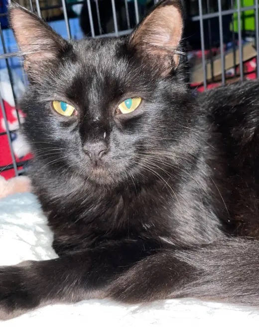 Danish