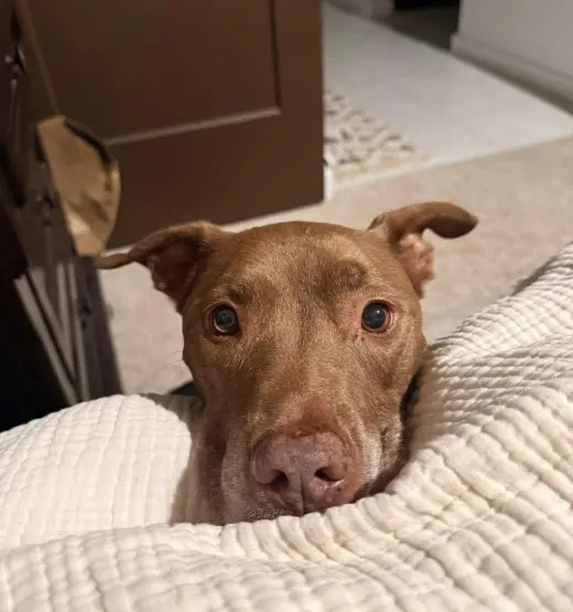 SADIE #16