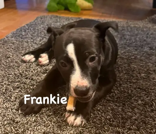 Frankie
