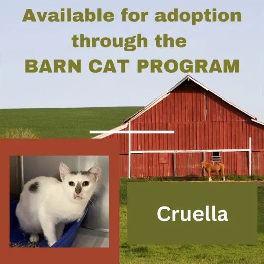 CRUELLA BARN CAT