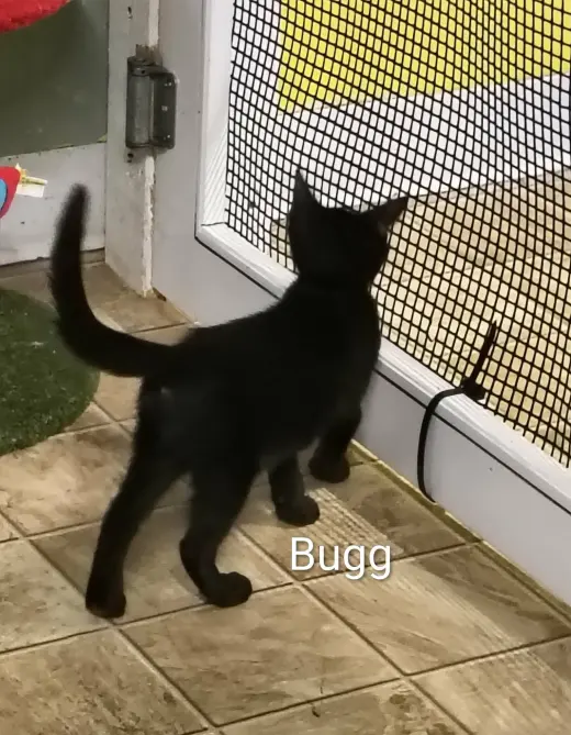 Bugg