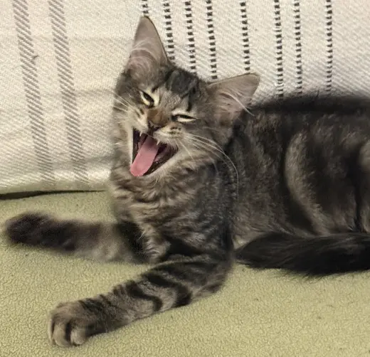 Lorenzo