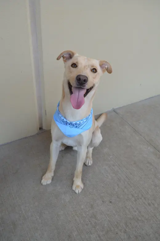 Orion (In Foster)