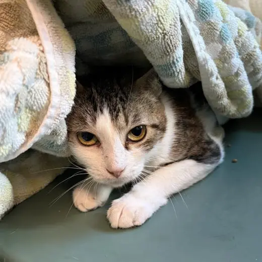 MARGAERY - WORKING CAT