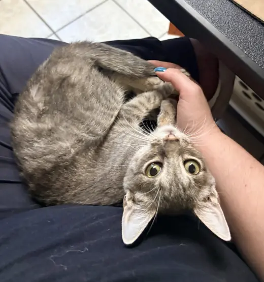 Daphne