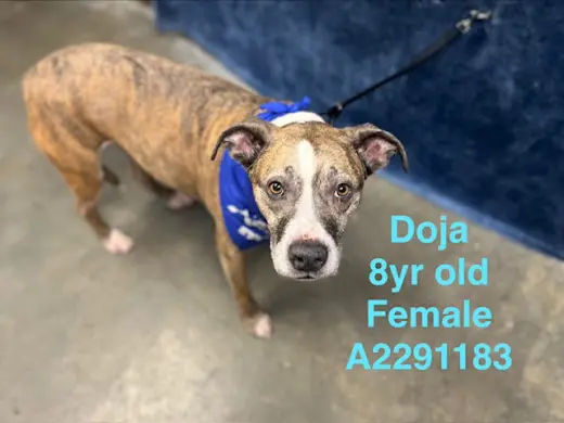 DOJA