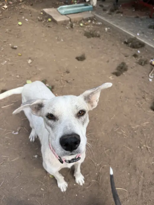 Didi