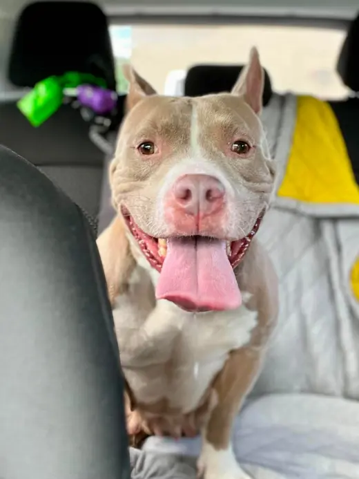 Jolene (fka Sugar)