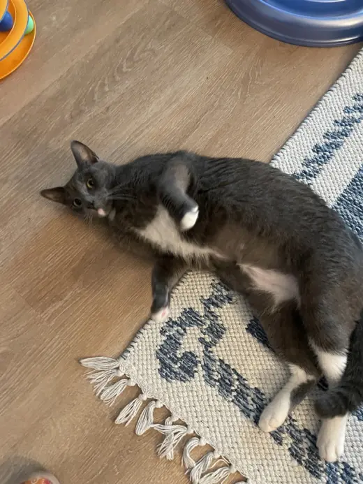 Meeshka