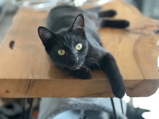 Iman