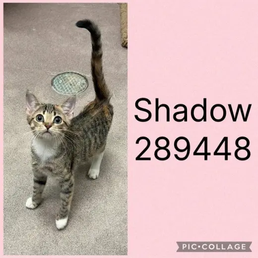 SHADOW