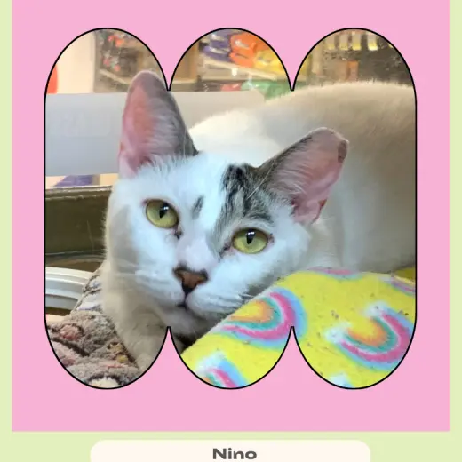 Nino