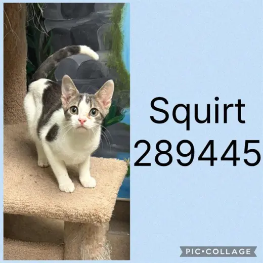 SQUIRT