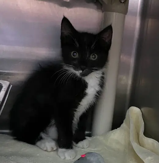 Adele - At shelter