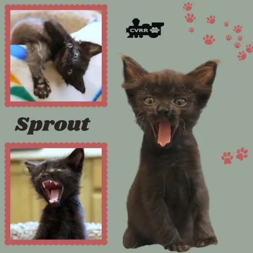 Sprout (kitten)