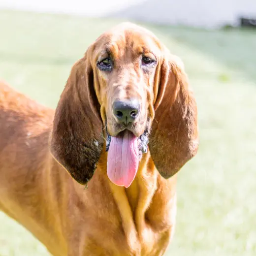 Dixie