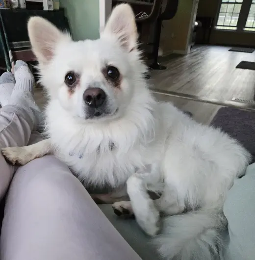 Ollie of MD