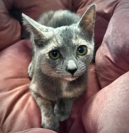 Phoebe (foster cat)
