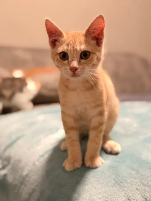 Pumpkin