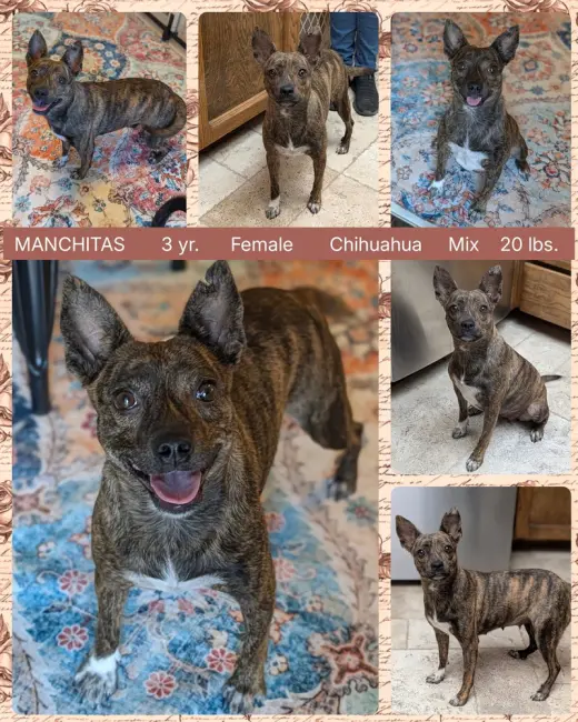 MANCHITAS